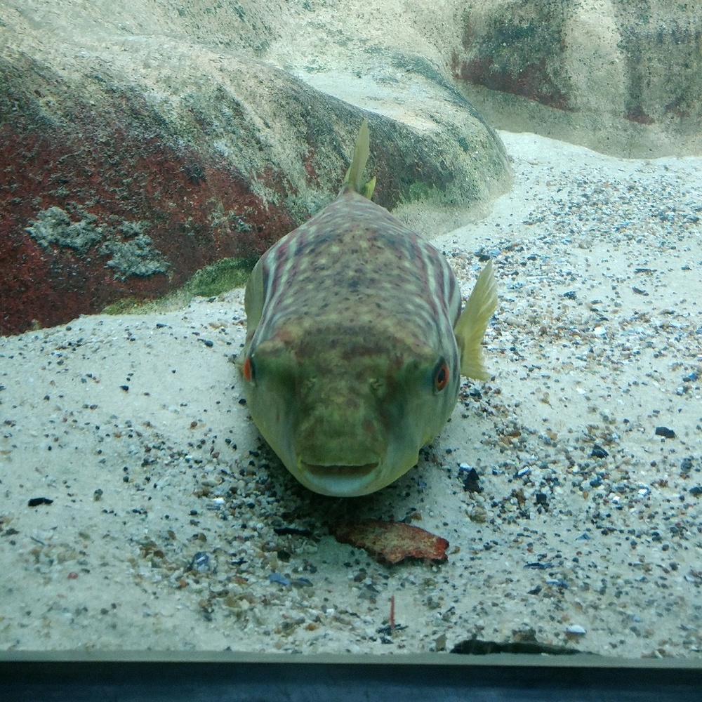 Meet your Posher, Jennie